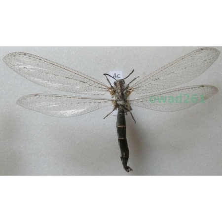 Myrmeleon inconspicuus Rambur, 1842 ?? Russia4c